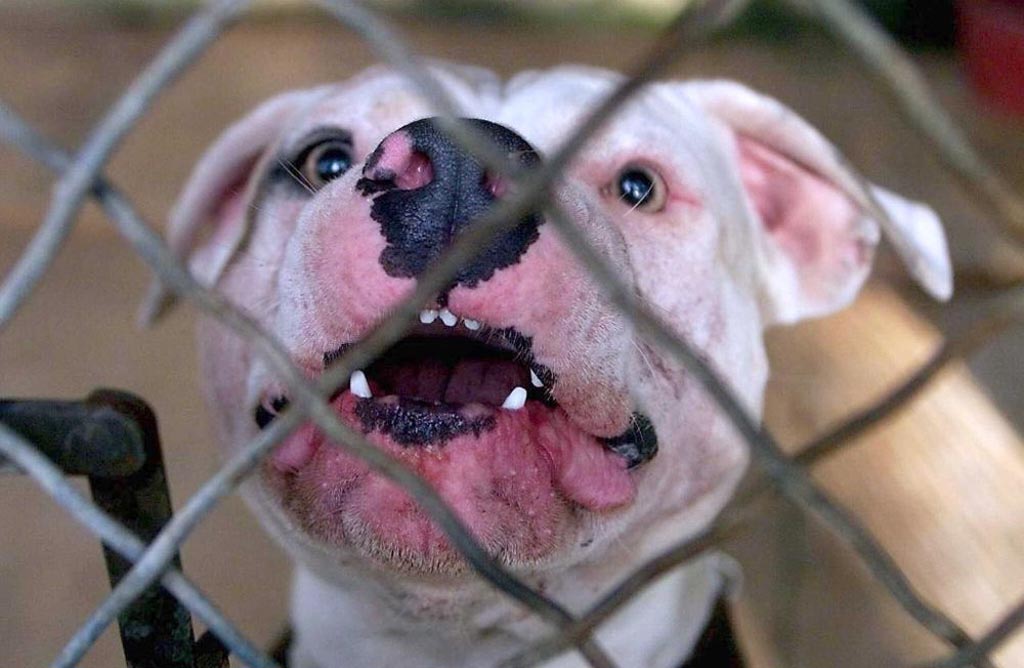 En lo que va de año solo se ha tramitado una licencia para tenencia de animales potencialmente peligrosos